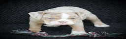 Beabull dogs for sale: Navi - Ad 2