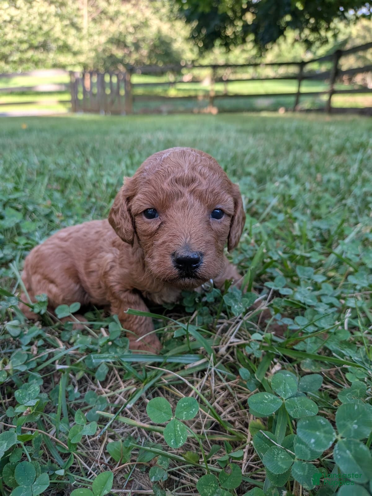 Miniature Labradoodle dogs Belle - Ad 2