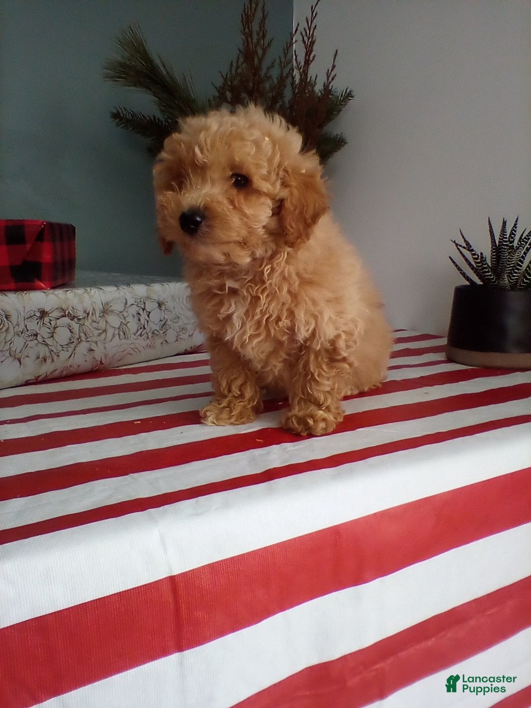 Miniature Poodle dogs for sale: Max - Ad 1