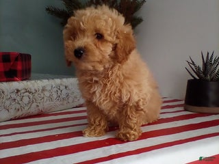 Miniature Poodle dogs Max - Ad 37