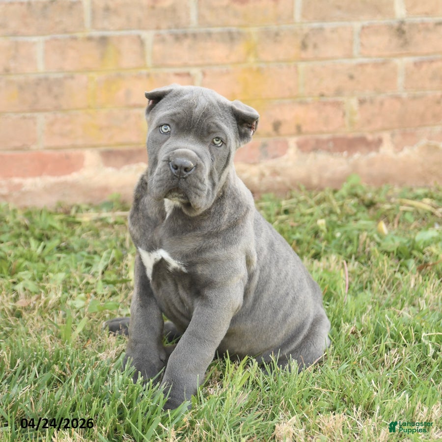 Cane Corso dogs Coral - Ad 1