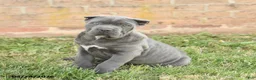 Cane Corso dogs for sale: Coral - Ad 1