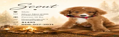 Scout – Petite Mini Goldendoodle – Special $895