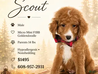 Mini Goldendoodle dogs Scout – Petite Mini Goldendoodle – Special $895 - Ad 17