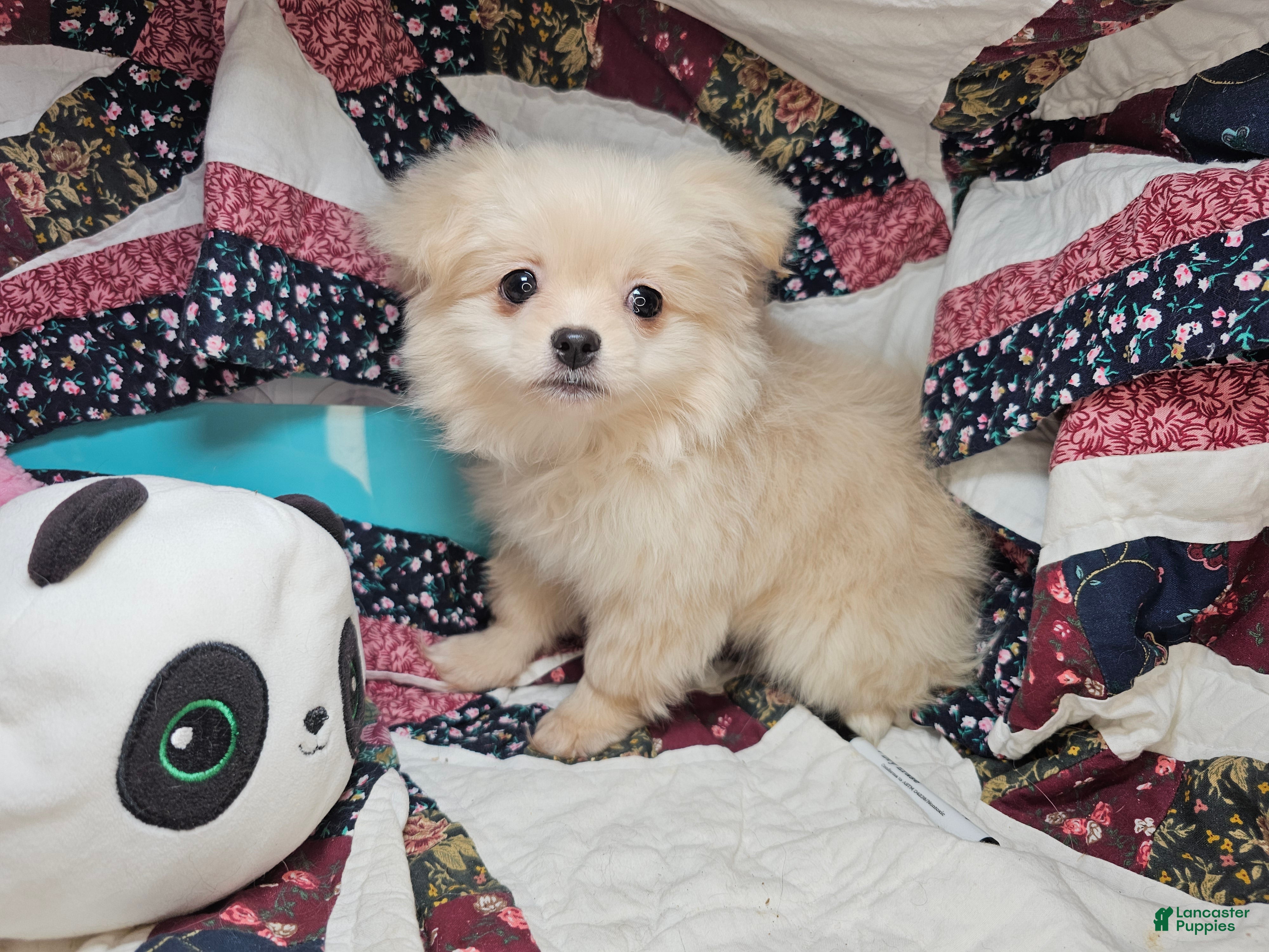Mixed Breed dogs Dixxie (Pom + Peke) - Ad 4