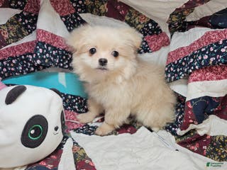 Mixed Breed dogs Dixxie (Pom + Peke) - Ad 4