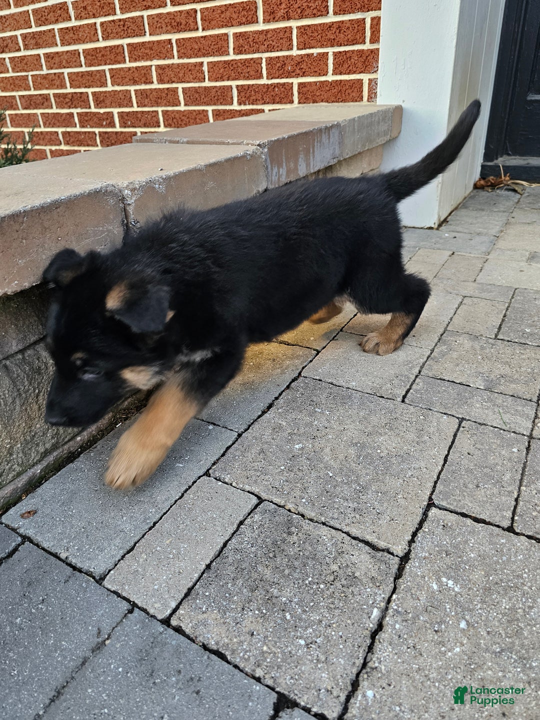 German Shepherd dogs for sale: Chance - Ad 5