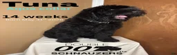 Giant Schnauzer dogs for sale: Tuna - Ad 3
