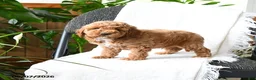 Mini Goldendoodle dogs for sale: Lachlan - Ad 1