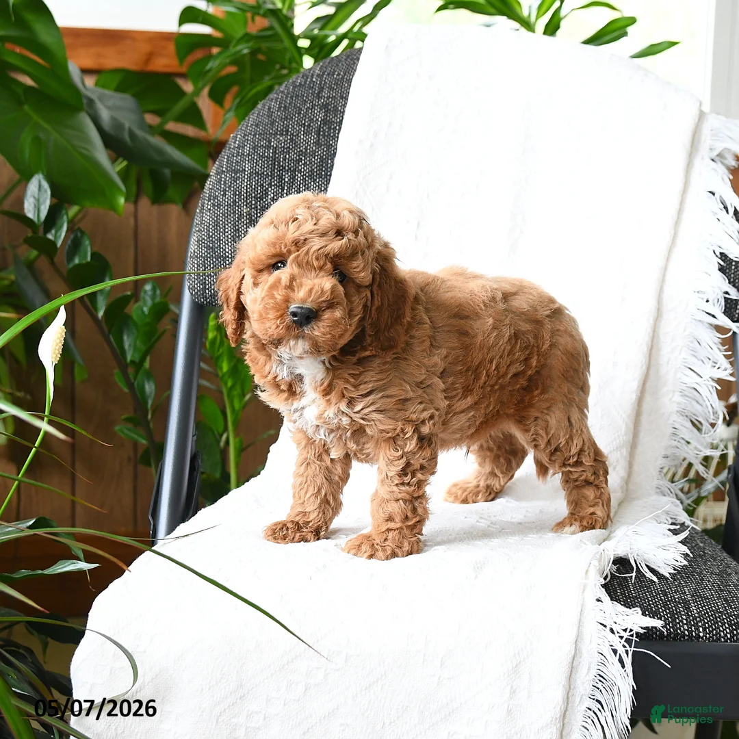 Mini Goldendoodle dogs for sale: Lachlan - Ad 1