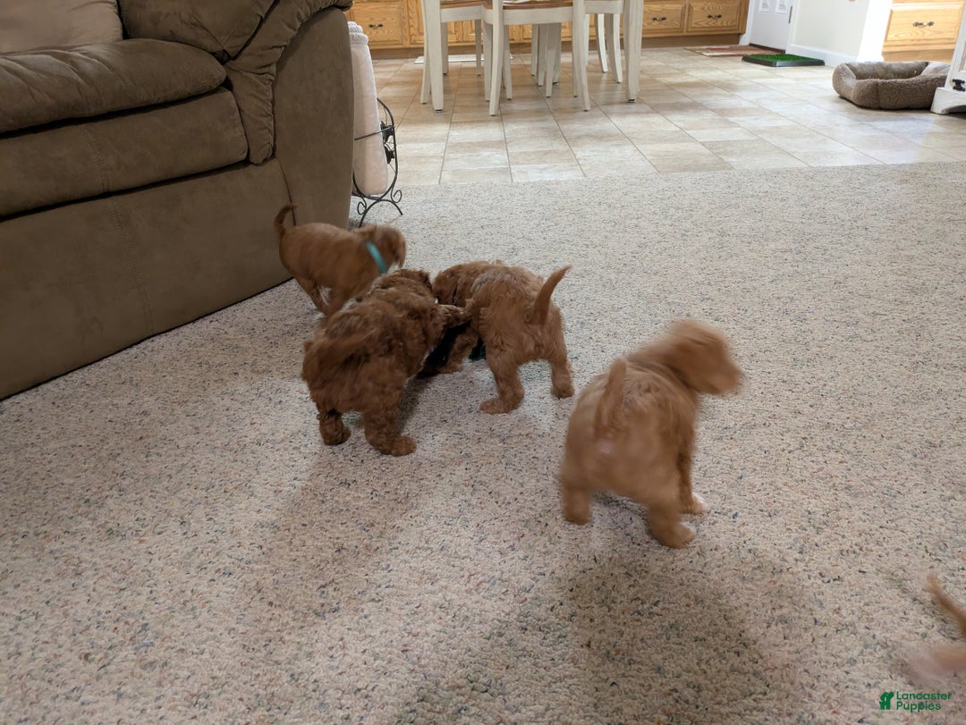 Jackapoo dogs for sale: Jasper - Ad 11