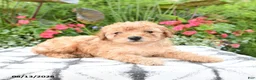 Toy Poodle dogs for sale: Pipkin - Ad 3