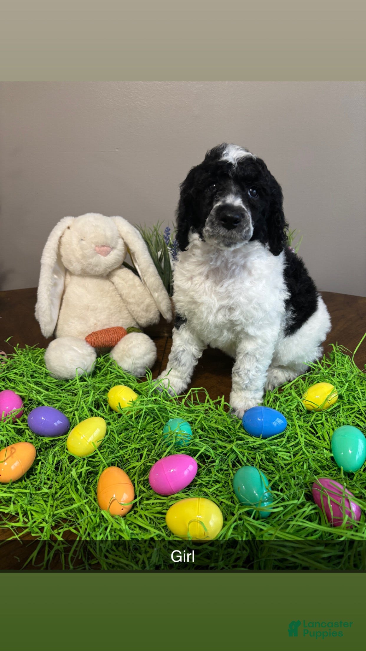 Standard Poodle dogs Ellie - Ad 1