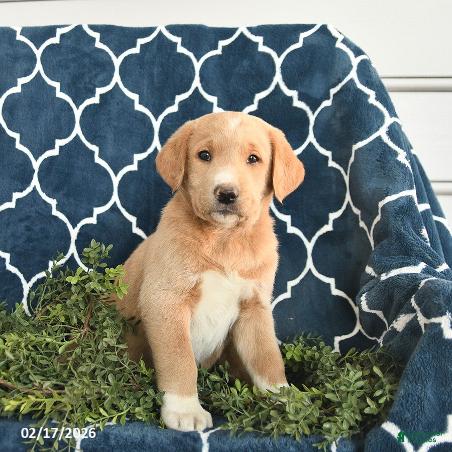 Labradoodle dogs Darcy  - Ad 1