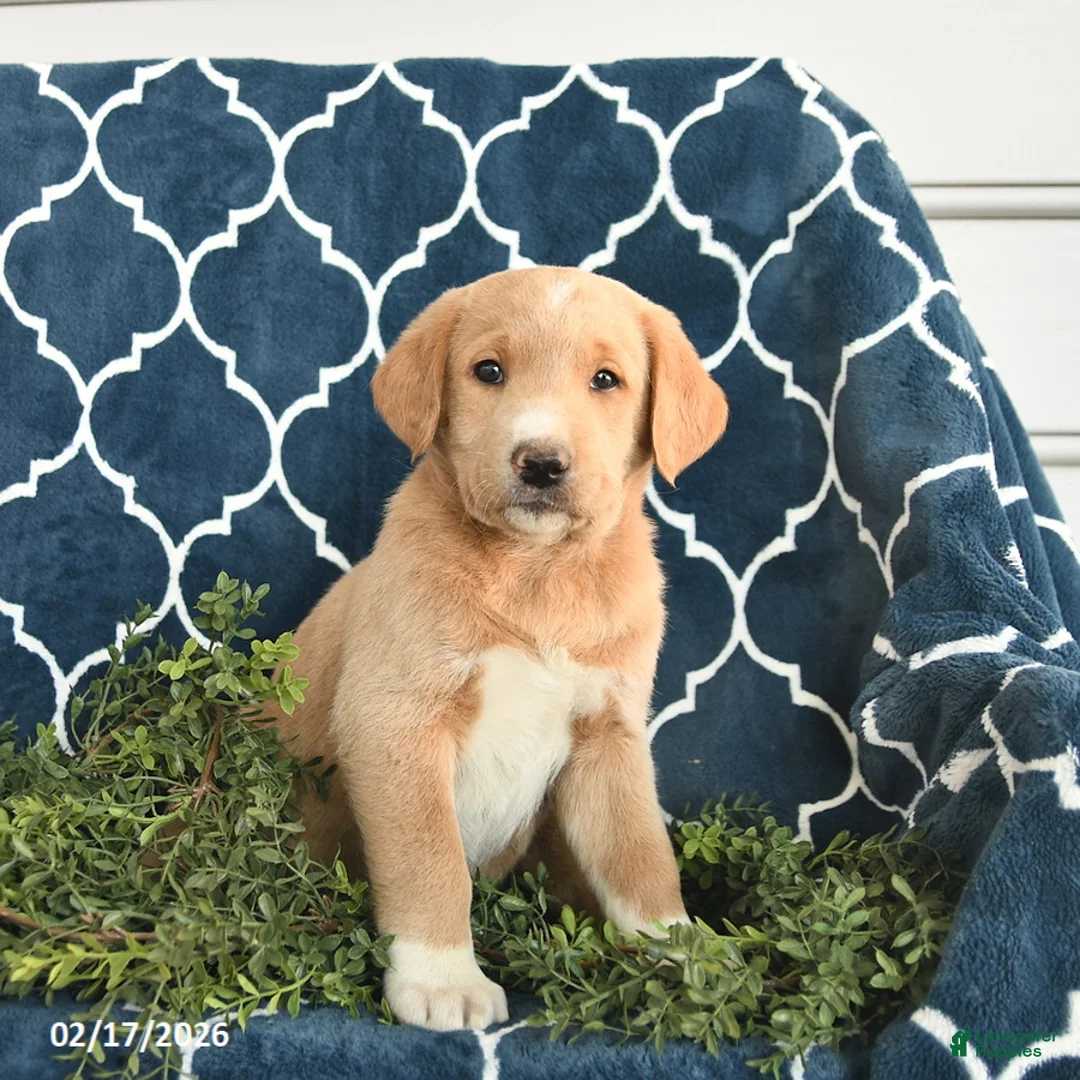 Labradoodle dogs for sale: Darcy  - Ad 1