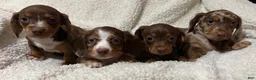 Miniature Dachshund dogs for sale: MERLEY GIRL - Ad 14