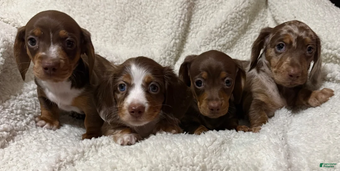 Miniature Dachshund dogs for sale: MERLEY GIRL - Ad 14