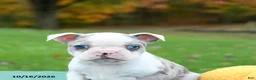 Boston Terrier dogs for sale: Nate - Ad 5