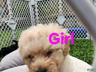 Pomapoo dogs - Ad 17