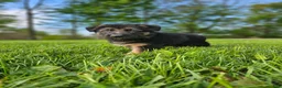 German Shepherd dogs for sale: Cannon - Ad 6
