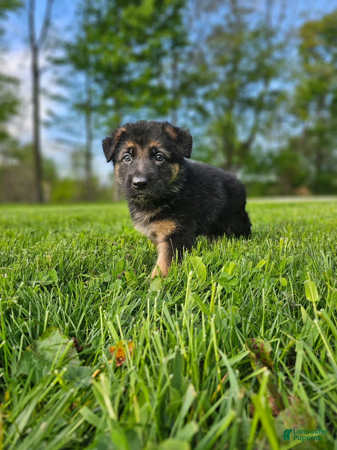 German Shepherd dogs for sale: Cannon - Ad 6