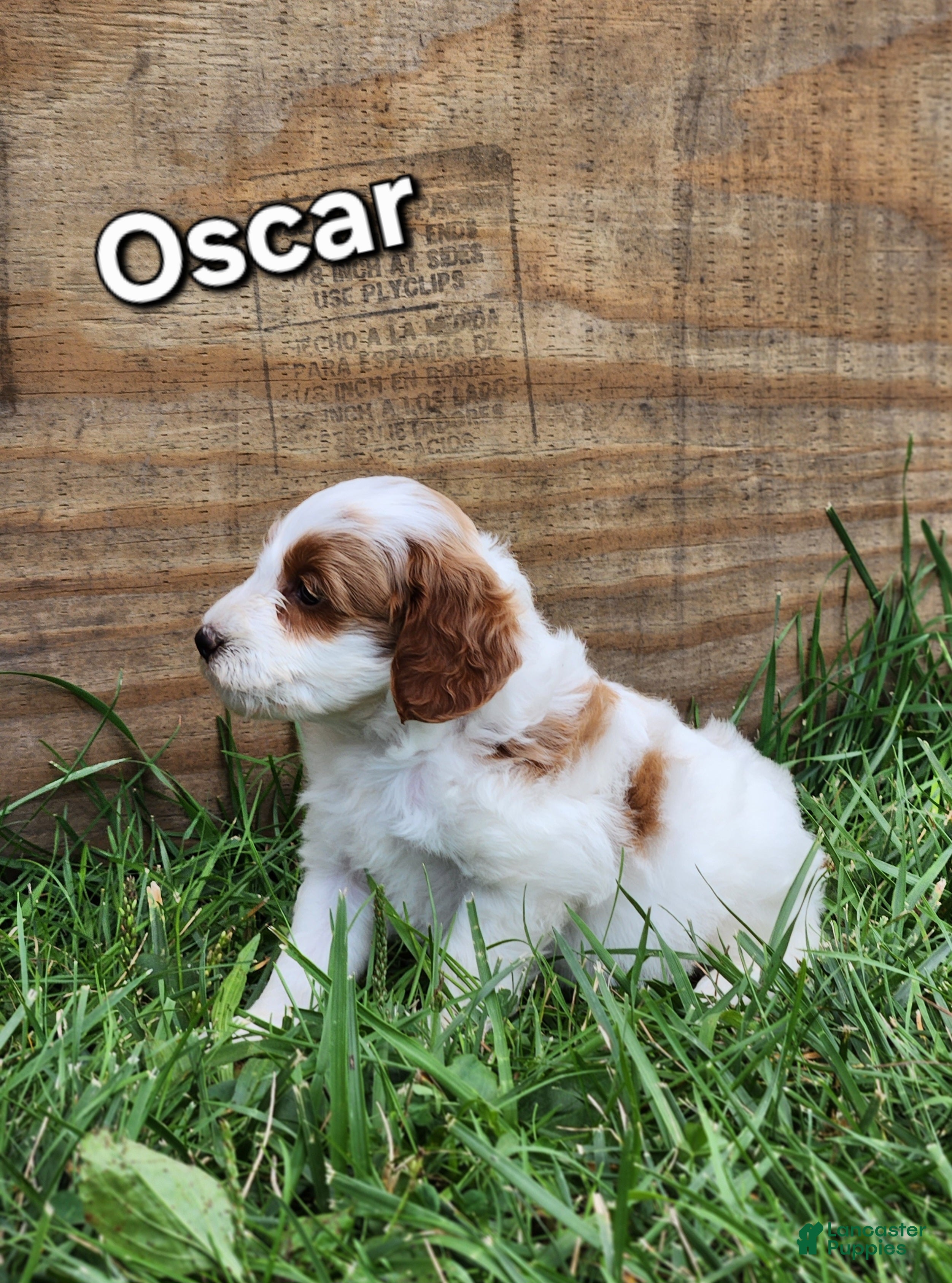 Miniature Labradoodle dogs Oscar - Ad 1