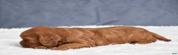Cavapoo dogs for sale: Fiona - Ad 9
