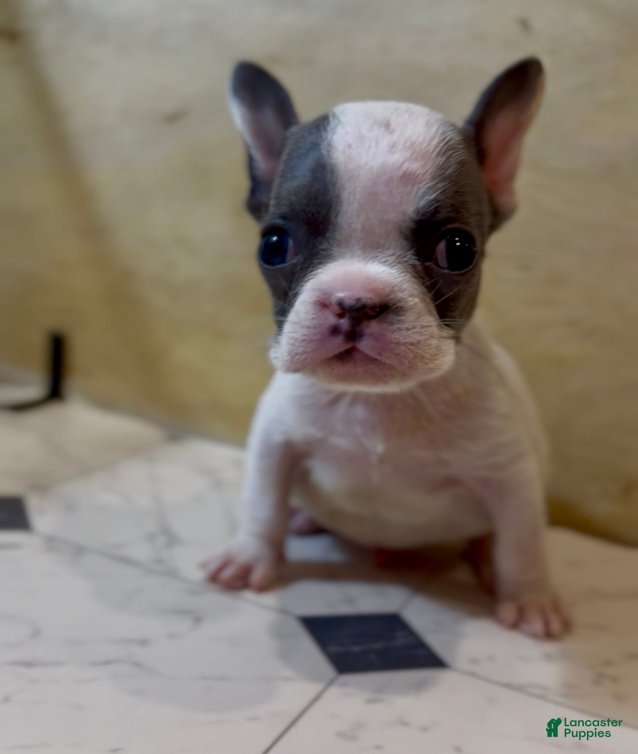 French Bulldog dogs Saint - Ad 7