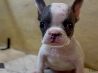 French Bulldog dogs Saint - Ad 7