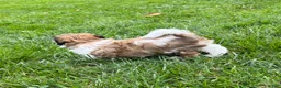Havapoo dogs for sale: Leo - Ad 4