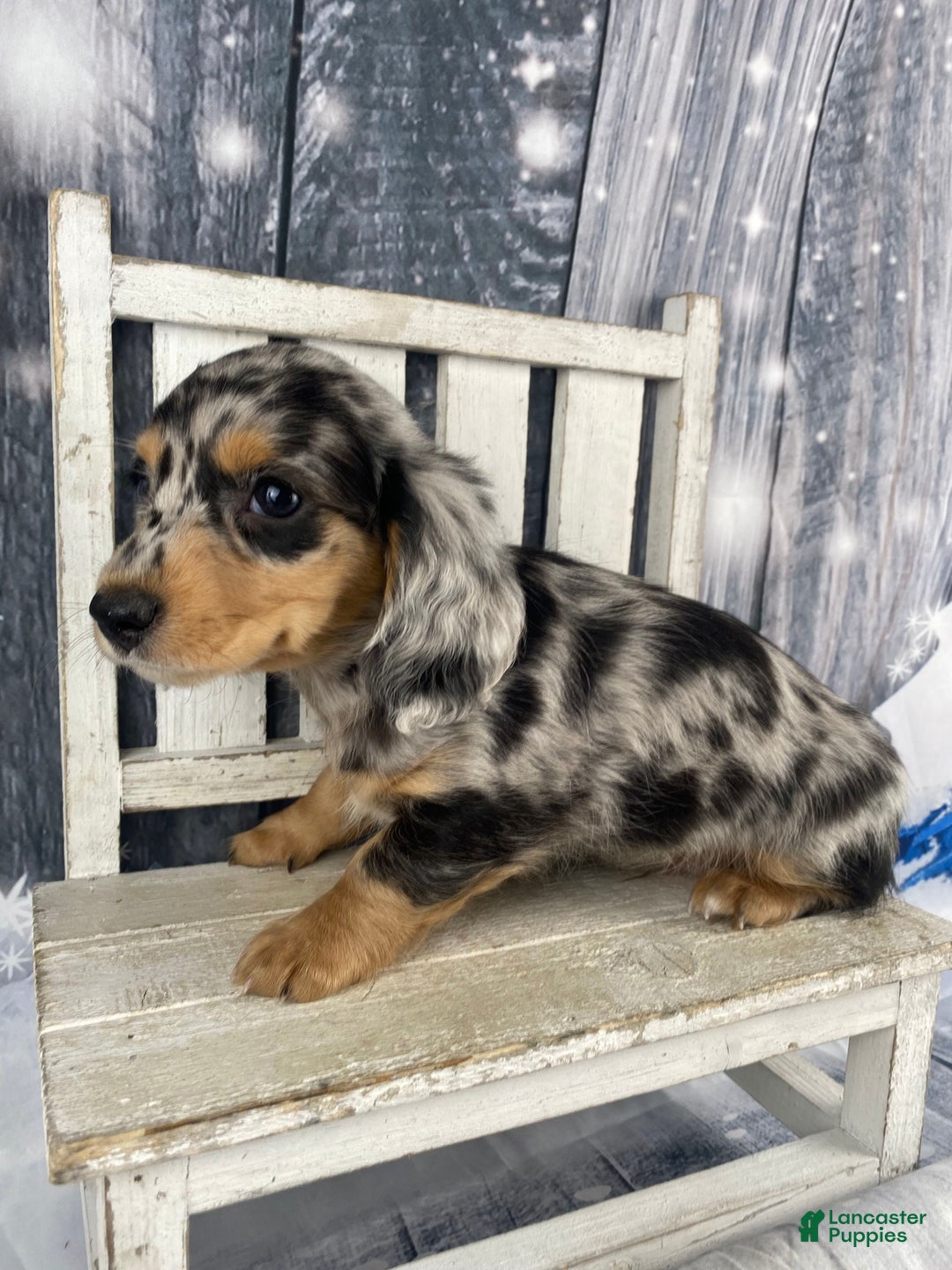 Miniature Dachshund dogs for sale: Max - Ad 6