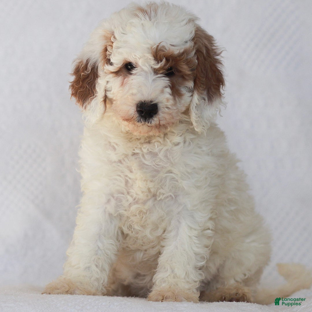 Mixed Breed dogs for sale: Rosy - Ad 1