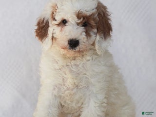 Mixed Breed dogs Rosy - Ad 30
