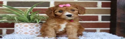 Cavapoo dogs for sale: Honey - Ad 3