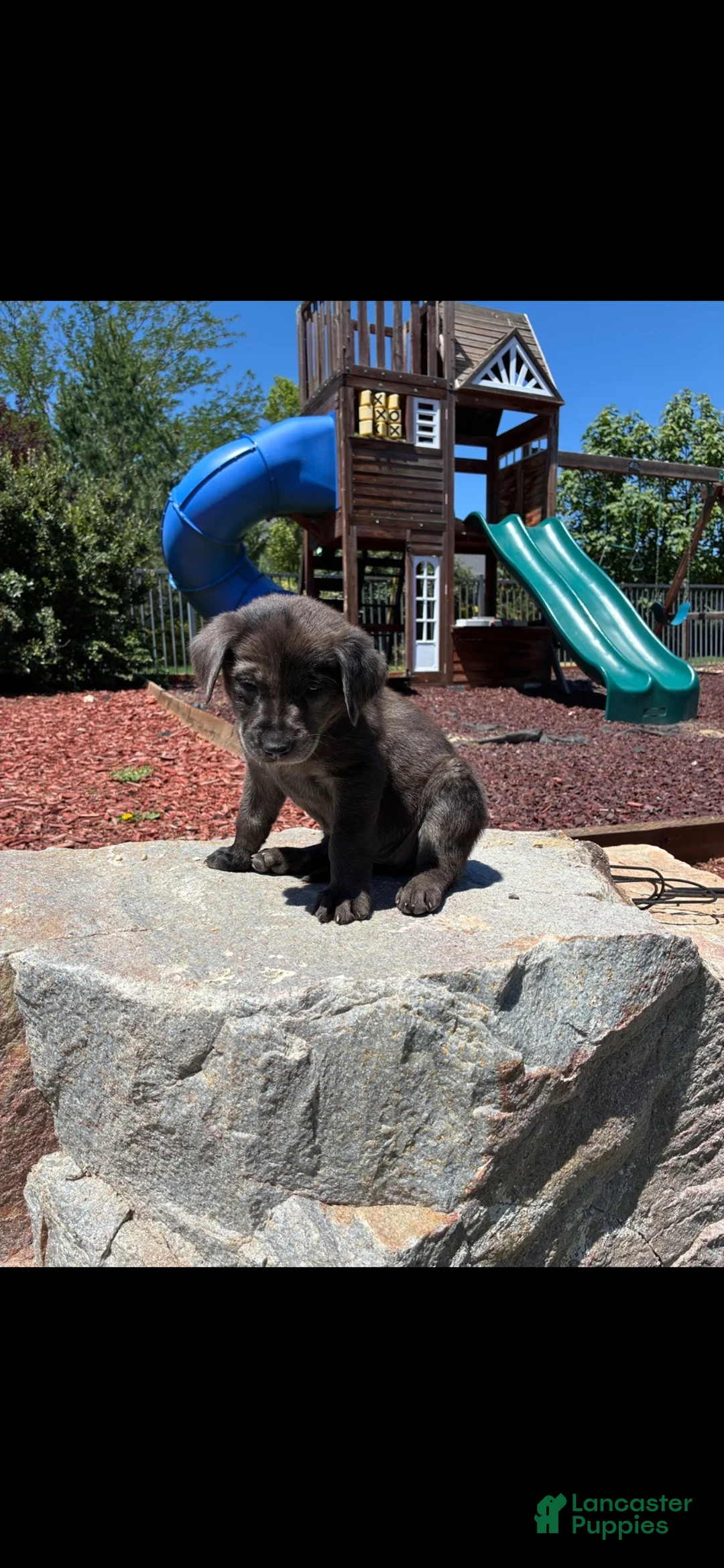 Mixed Breed dogs for sale: Purple - Ad 1