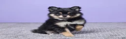 Pomeranian dogs for sale: Kayla - Ad 3