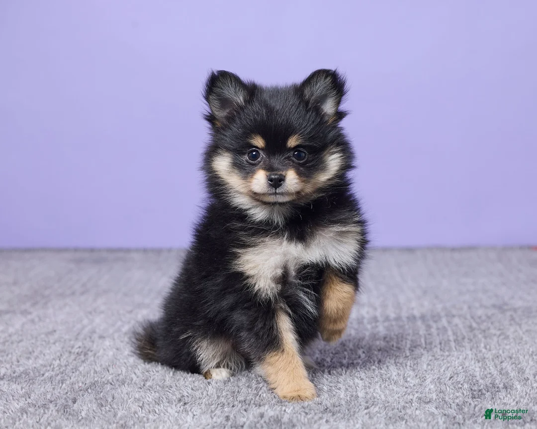Pomeranian dogs for sale: Kayla - Ad 3