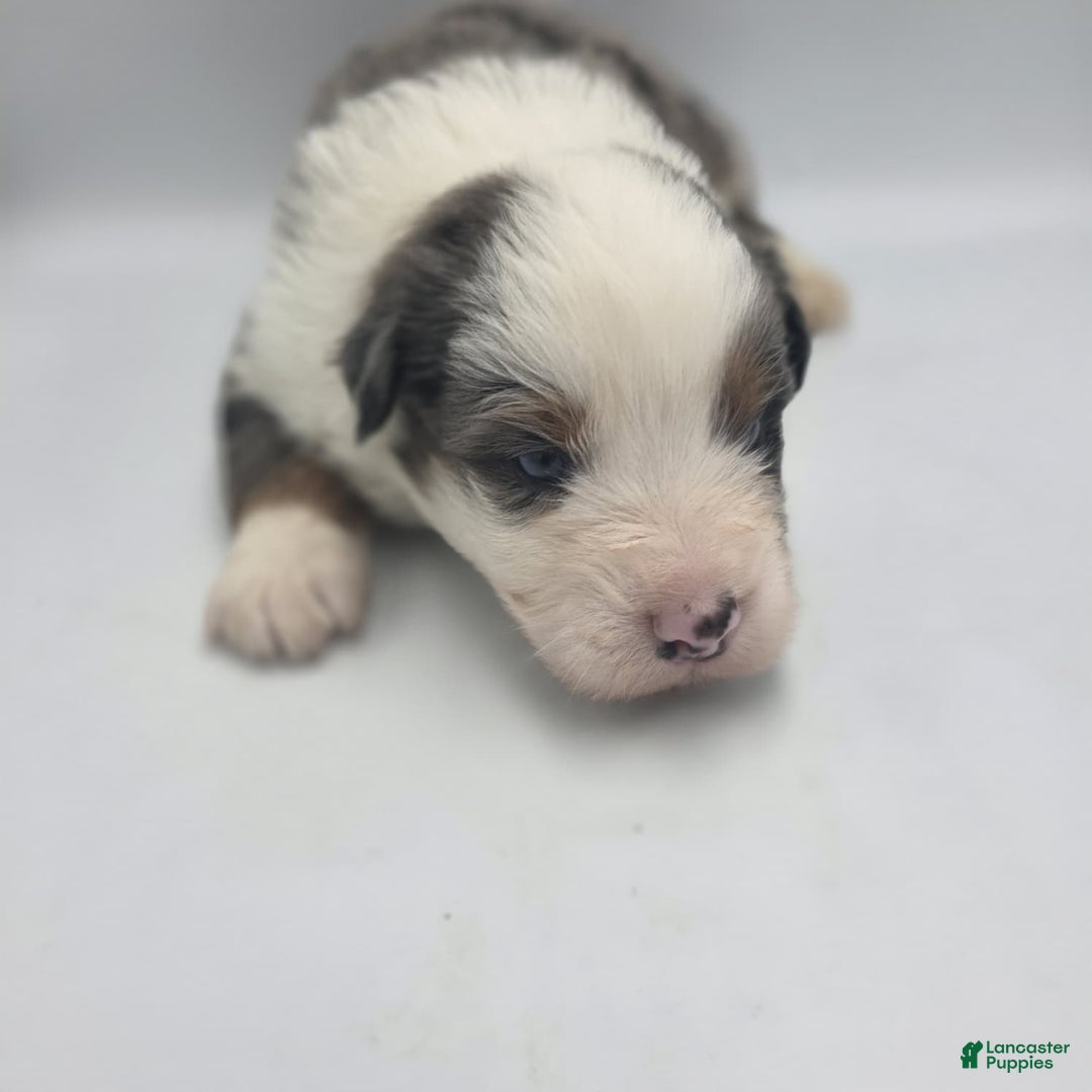 Australian Shepherd dogs for sale: Mani - Ad 2
