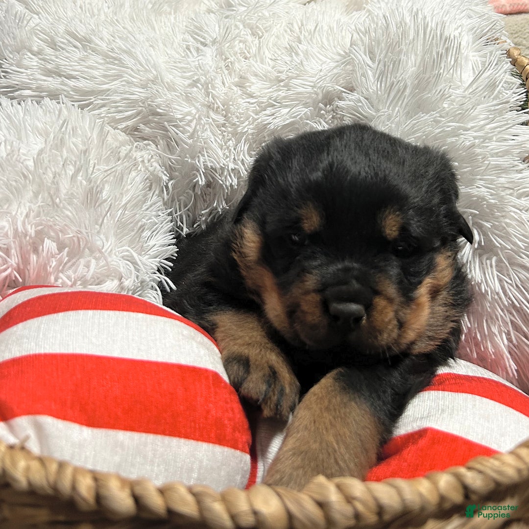 Rottweiler dogs for sale: Marshall - Ad 5