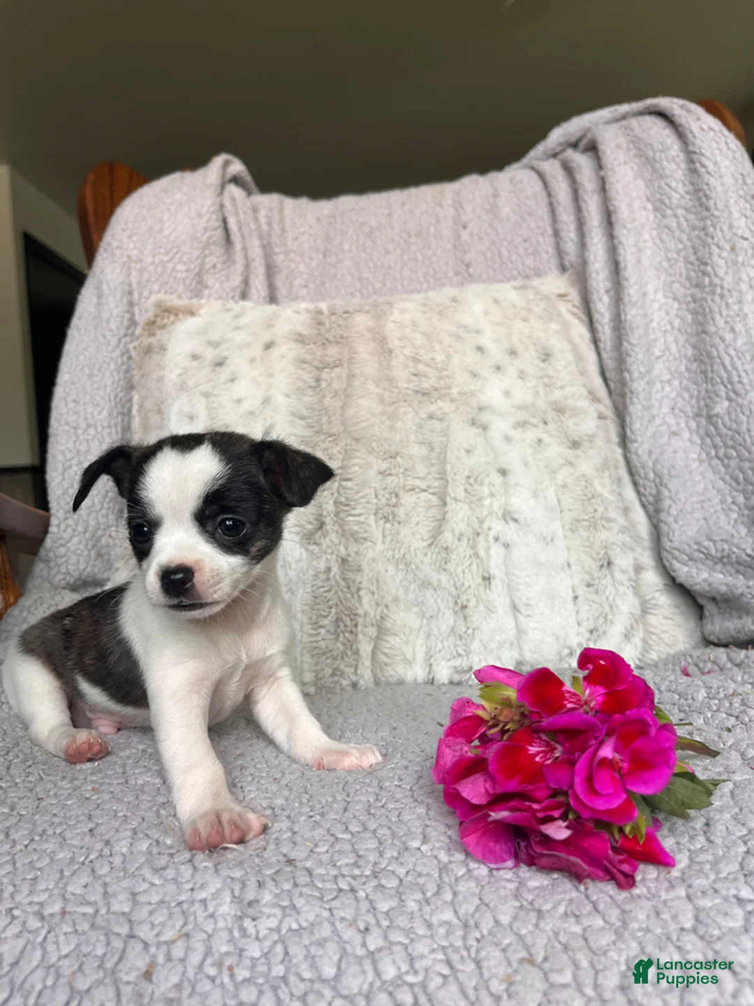 Chihuahua dogs for sale: Laddie - Ad 5