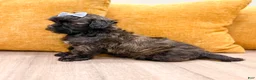 Shihpoo dogs for sale: Tommy - Ad 5