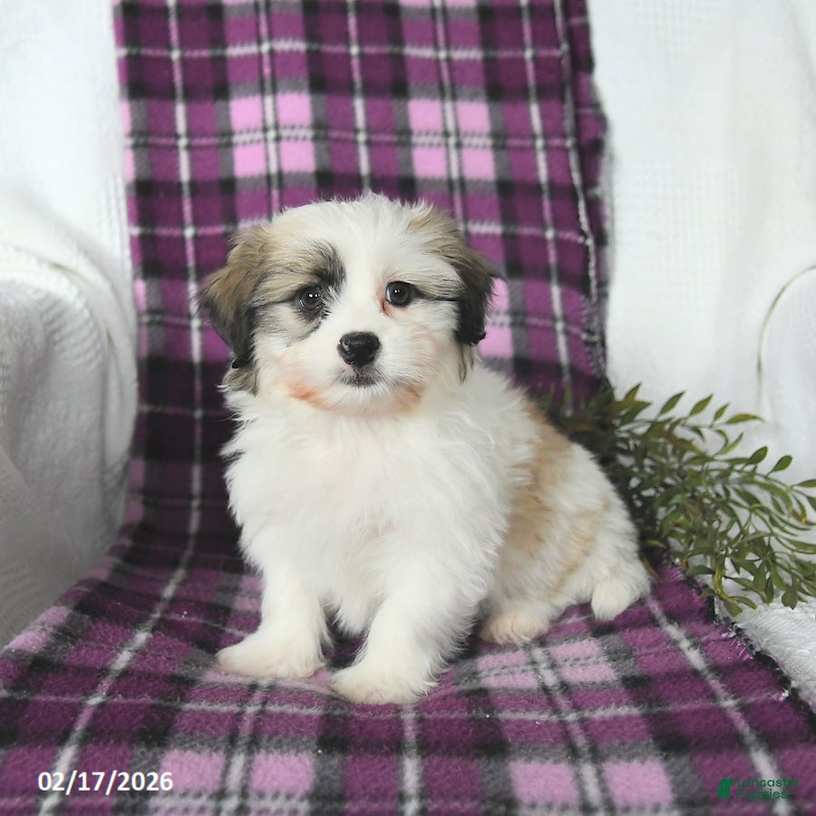 Teddy Bear dogs Waldo - Ad 1