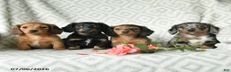 Dachshund dogs for sale: Betsy - Ad 5