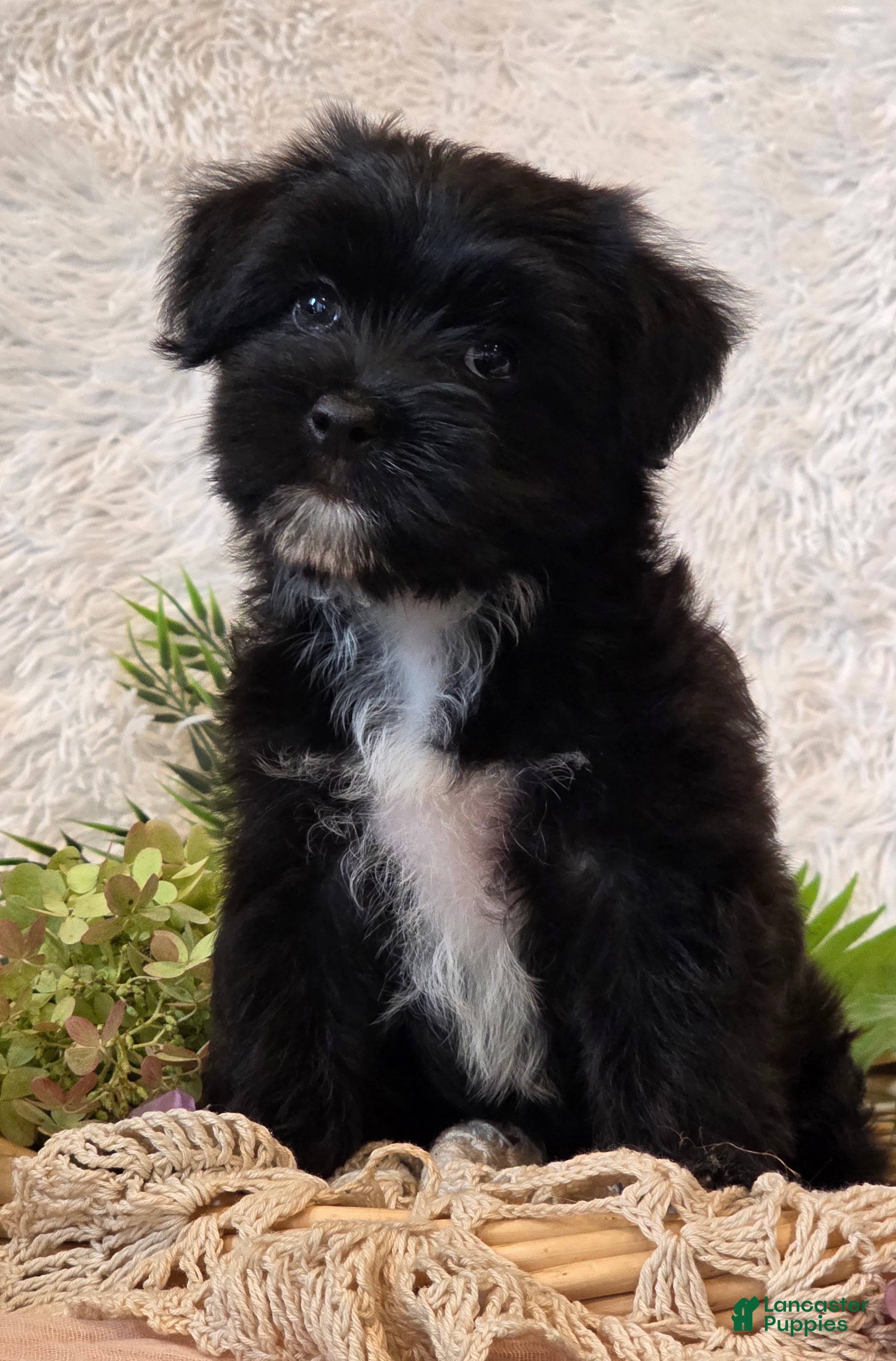 Morkie dogs Poppy - Ad 2