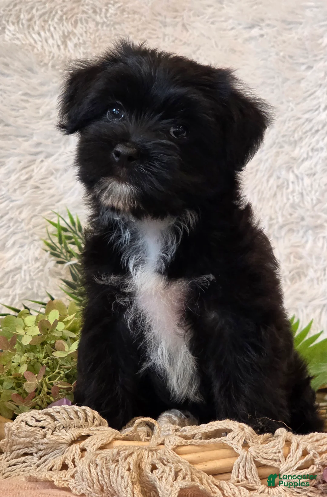 Morkie dogs for sale: Poppy - Ad 2