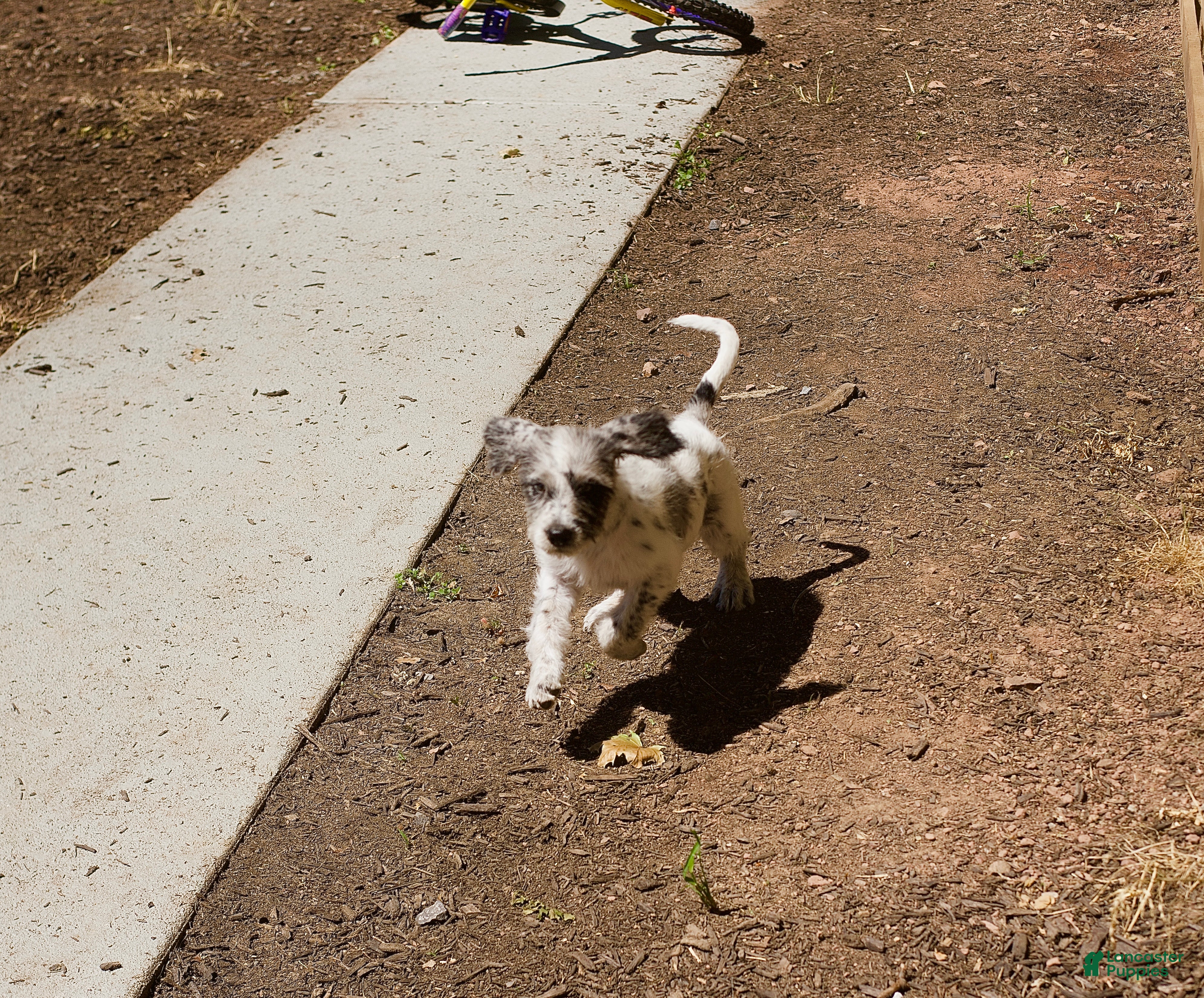 Mixed Breed dogs June - Ad 2