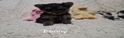Yorkshire Terrier dogs for sale: Penny - Ad 2