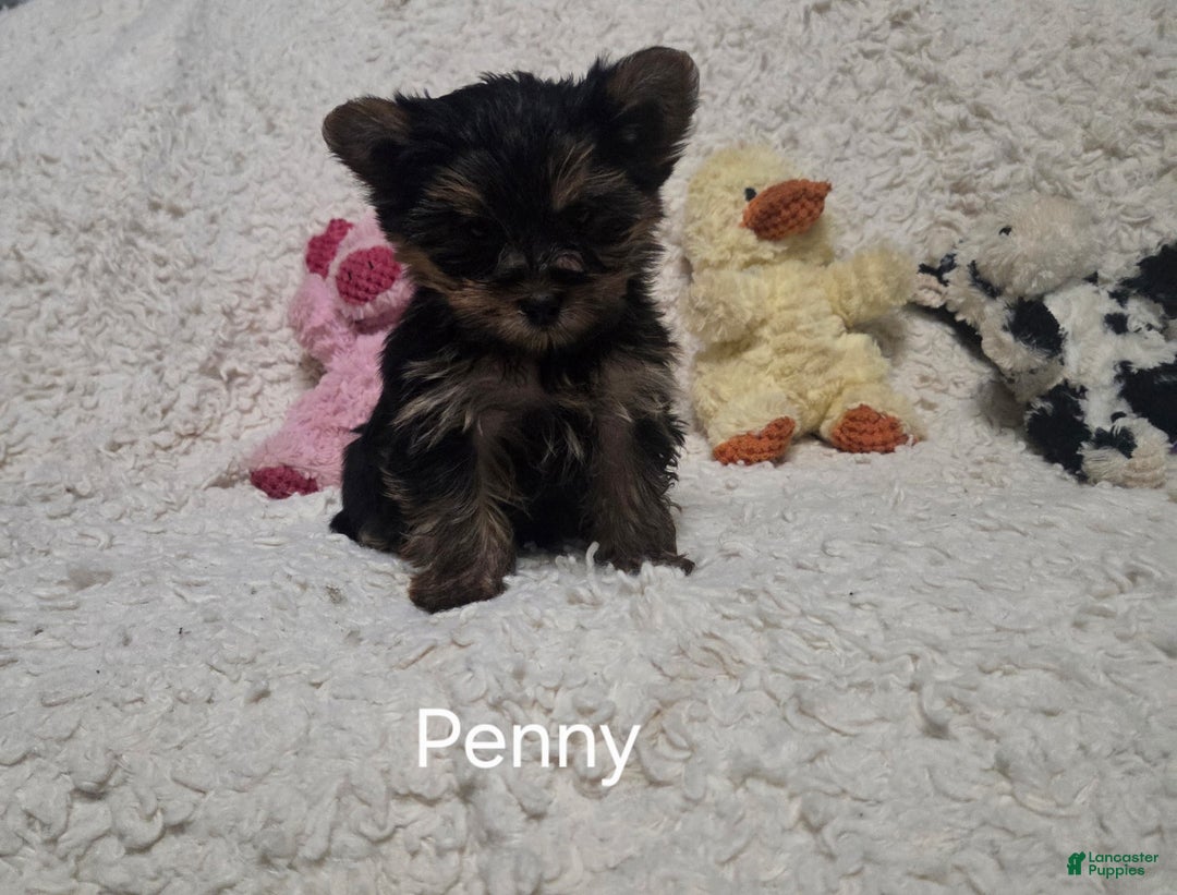 Yorkshire Terrier dogs for sale: Penny - Ad 2