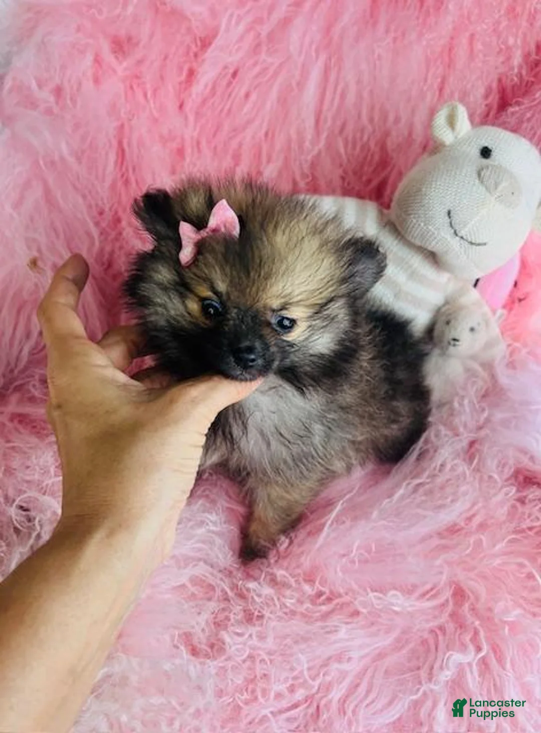 Pomeranian dogs for sale: Pomeranian 1 - Ad 3