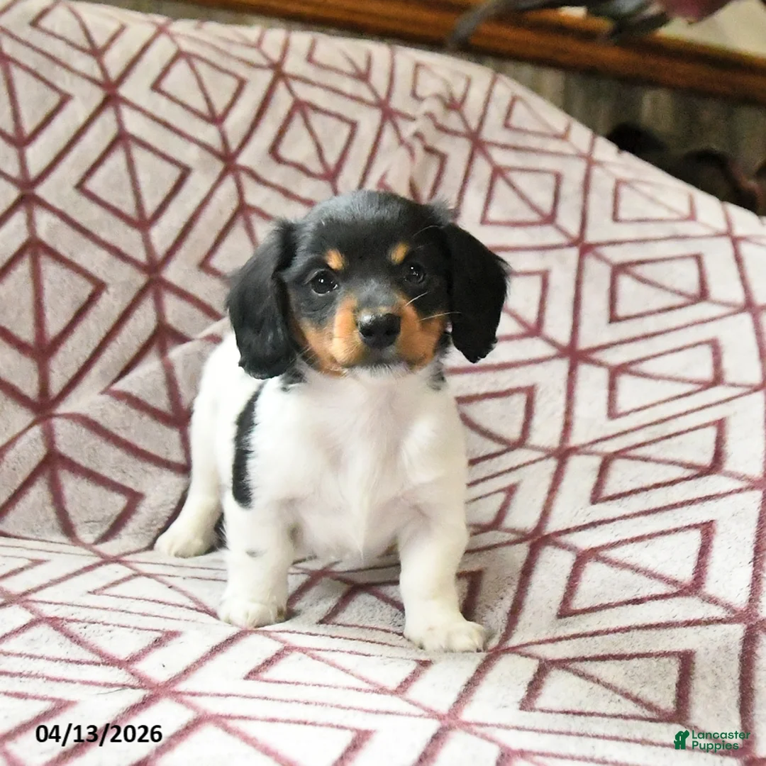 Miniature Dachshund dogs for sale: Roxy - Ad 1